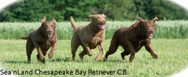 Sea'nLand Chesapeake Bay Retriever Sea'nLand Chesapeake Bay Retriever