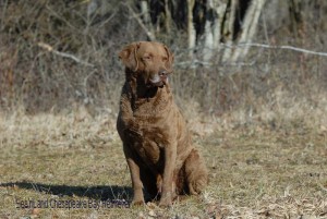 Ches-Shores Last of Mohican Ches-Shores Last of Mohican