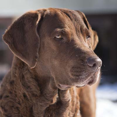 ©Peter Weissböck Sea'nLand Chesapeake Bay Retriever