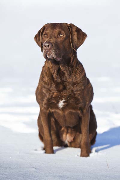©peter weissböck Sea'nLand Chesapeake Bay Retriever