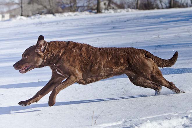 Sea'nLand Chesapeake Bay Retriever Sea'nLand Chesapeake Bay Retriever